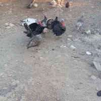 بوقلمو|حیوانات مزرعه|دزفول, |دیوار