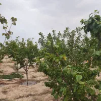 باغچه625متری