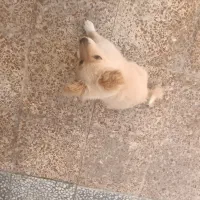 سگ پامر روباهی|سگ|لامرد, |دیوار