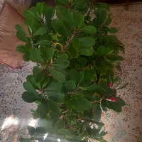 گل پتوس و تاج خروس|گل و گیاه طبیعی|تهران, شهرک زینبیه|دیوار