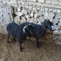 بره نر ۲ راس