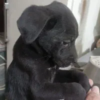 توله پیت بول