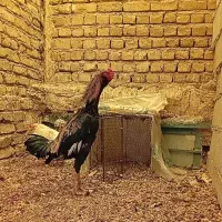 خروس لاری|حیوانات مزرعه|آبیک, |دیوار