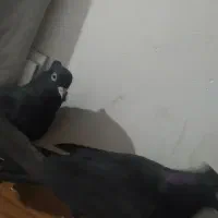 زاغ ابادانی|پرنده|گنبد کاووس, |دیوار