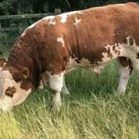 آماده استارت پروار