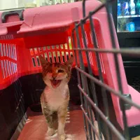 واگذاری بچه گربه ماده|گربه|رشت, منظریه|دیوار