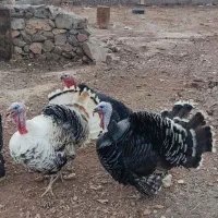 بوقلمون نر  چاق