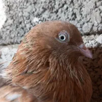 کله ای|پرنده|بندر گناوه, |دیوار