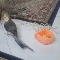 فروش عروس هلندی