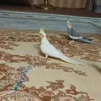 عروس هلندی نر و ماده|پرنده|مشهد, مصلی (کارمندان اول)|دیوار