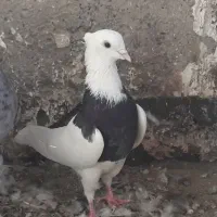 کبوتر طوقی|پرنده|تهران, بهارستان|دیوار