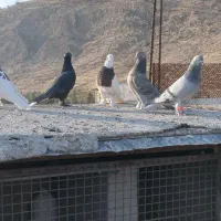 کبوتر بهبانی|پرنده|شیراز, جوادیه|دیوار