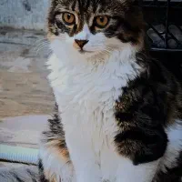گربه نر چهار ماهه واگزاری