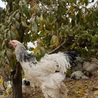 خروس برهما|حیوانات مزرعه|بن, |دیوار