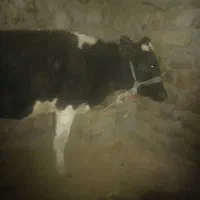 ۲ عدد گاوه ابستن جوان سرحال|حیوانات مزرعه|سرفاریاب, |دیوار