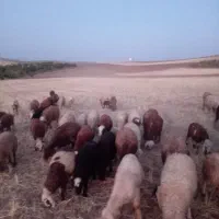 میش بره