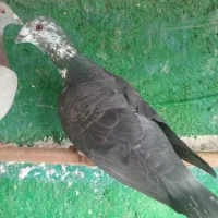 پرنده|پرنده|برازجان, |دیوار