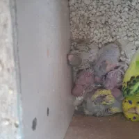 مرغ عشق عروس فنج کبوترنرگسی طوطی برزیلی با جوجه|پرنده|قم, آذر (نکویی)|دیوار