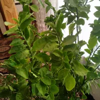 گل سبز|گل و گیاه طبیعی|پاوه, |دیوار