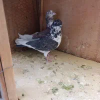 کبوتر|پرنده|قم, علی آباد|دیوار