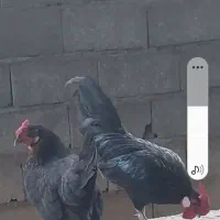 ۳ عدد خروس و یک عدد مرغ تزینی