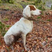 توله شکاری ماده