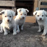 سگ پاکوتاه فیندو