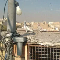 کبوتر گرفتنی|پرنده|مشکین‌دشت, |دیوار