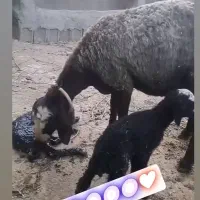 چـ.هار.صـ.ـد راس seroi  گوسفند seroi چندقــلــو.زا