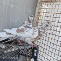 کفتر|پرنده|بندرعباس, |دیوار