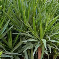 گل یوکا|گل و گیاه طبیعی|عباس‌آباد, |دیوار