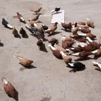 کبوتر سرخ دم سفید و زرد دم سفید