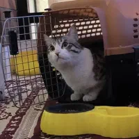 واگذاری رایگان