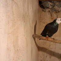 کبوتر پلاکی بزک|پرنده|شیراز, بازار|دیوار