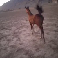 اسب|اسب و تجهیزات اسب‌سواری|شیراز, احمدآباد|دیوار