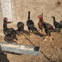 خروس و مرغ لاری|حیوانات مزرعه|خسروشاه, |دیوار