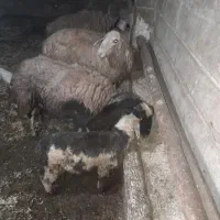 بز و گوسفند|حیوانات مزرعه|کرمانشاه, |دیوار