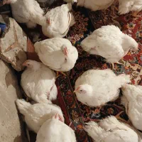 مرغ گوشتی (مرغ سبز)