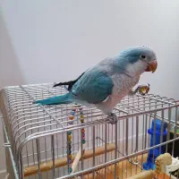 راهب سخنگو|پرنده|شاهرود, |دیوار