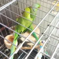 ملنگو جفت وعروس طوطی جفت(رنگ فوق العاده)