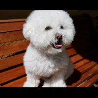 سگ شیتزوپودل