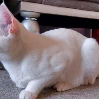 دوتا گربه ماده زیبا و پرنسس یک دست سفید