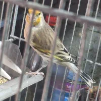 سهره قناری دهن لر