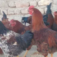 خروس محلی|حیوانات مزرعه|زرین دشت (همدان), |دیوار