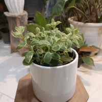 گل یخ برفی ارسال رایگان + هدیه|گل و گیاه طبیعی|مشهد, سناباد|دیوار