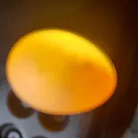 تخم عروس هلندی .|پرنده|تهران, مشیریه|دیوار