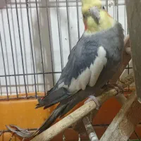 عروس هلندی نر