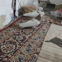 کبوتر
