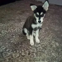 فروش توله سگ با اصل و نسب