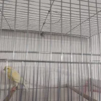 ماده قناری آماده چهارتخم